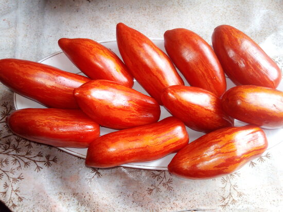 Гном Перцевидный полосатый